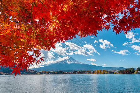季节日本川口子湖的秋季山和藤东京秋天图片