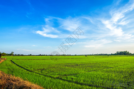 云美丽的绿玉米田有日落天空背景生长地平线图片