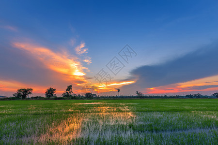 美丽的绿玉米田有日落天空背景观季节农业图片