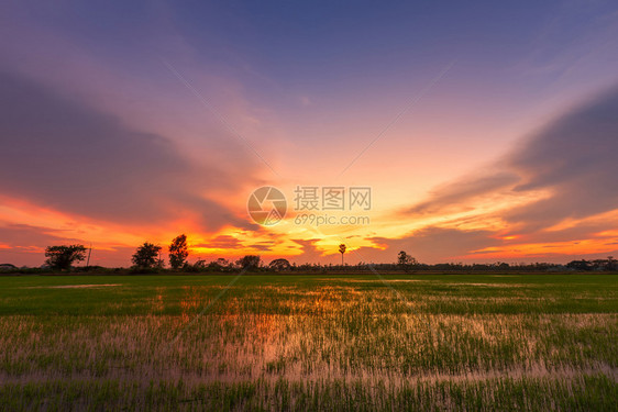 小麦美丽的绿玉米田有日落天空背景晴自然图片