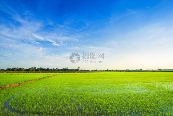 美丽的绿玉米田有日落天空背景出季节农村图片