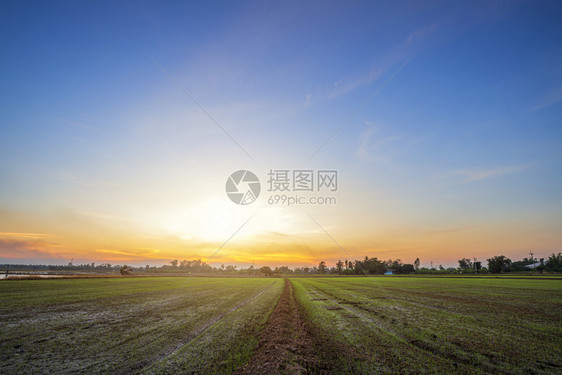 美丽的绿玉米田有日落天空背景观户外绿色图片