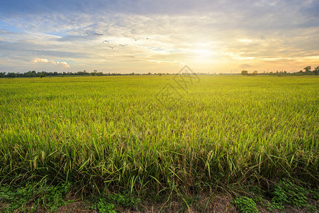 美丽的绿玉米田有日落天空背景蓝色的农村图片