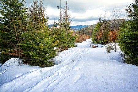 偏僻的雪地中滑道在山冷杉树间雪地中的滑道自然图片