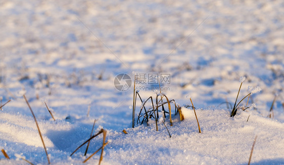 草地在最后一场雪落之的下照片是在降后的冬季拍摄闪光降雪图片