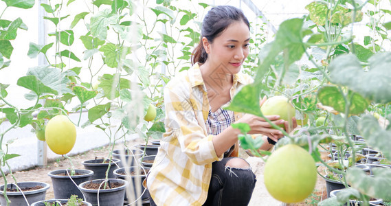 种子蔬菜夏天女农民在温室检查瓜质量图片