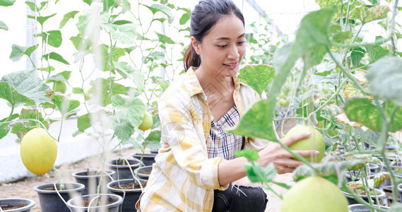 女农民在温室检查瓜质量健康食物水图片