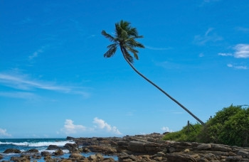 在斯里兰卡南部省斯里兰卡亚洲的偏远地区岩石貌中的椰子棕榈树地点气候风景优美图片