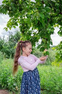 果园夏日阳光明媚的白天苹果树枝中可爱的小女孩在夏日阳光晴朗的白天在苹果树枝中可爱的小女孩在花园里收获苹果健康成熟图片