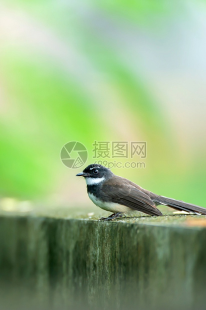 质地叶子树在后院花园的水泥栅栏上白色撕裂的风扇尾巴在紧贴着图片