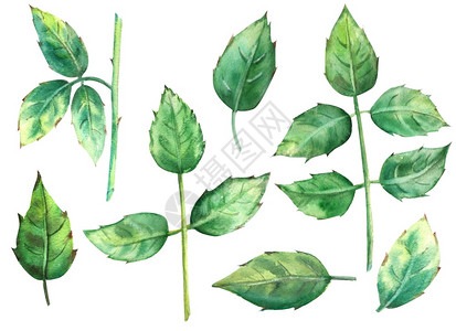 植物绿色玫瑰叶在白背景水彩图上被孤立绿玫瑰叶则在白色背景水彩图上被孤立剪贴画是装饰风格颜色图片