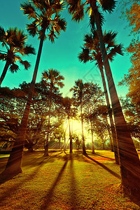 天日落泰国古老风格的景观清晨美丽公园有太阳束热带棕榈树与木图片