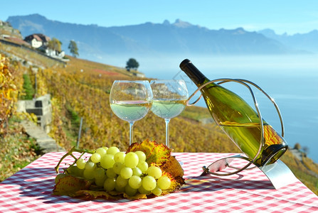 成熟葡萄酒与瑞士拉沃园秋天旅行图片