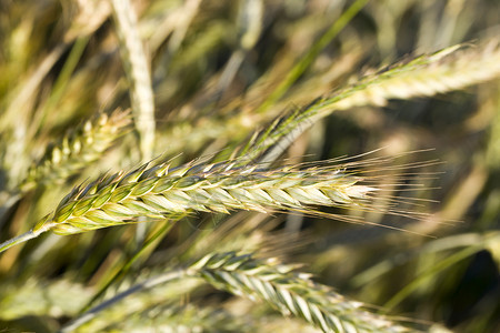 为了夏季黄小麦这是农业谷物的一片田地几乎成熟可以在夏季收获黄色小麦在夏季收获黄麦周转保释图片
