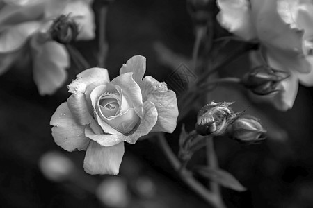 情绪浪漫的自然模糊背景中带露水的柔嫩玫瑰顶视图设计质地背景自然美丽的图片