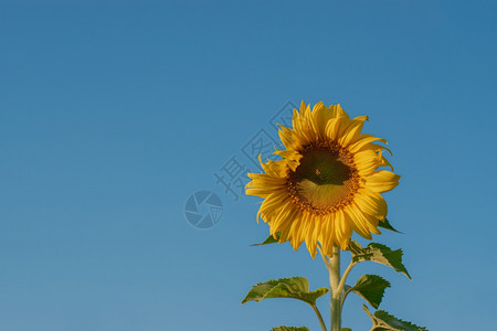 丰富多彩的草地字段蓝天背景的向日葵花田景观绿色叶子的明黄花瓣背景图片