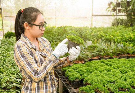 女孩士夏天季日在植树苗温室工作的亚洲女园艺人图片