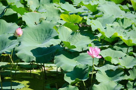 粉色的美丽红莲花美丽的粉红莲花日本湖中的Nelumbonucifera莲藕巨大的图片