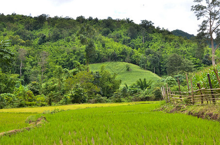 工人生长食物亚洲农业在雨季种植稻田亚洲农业图片