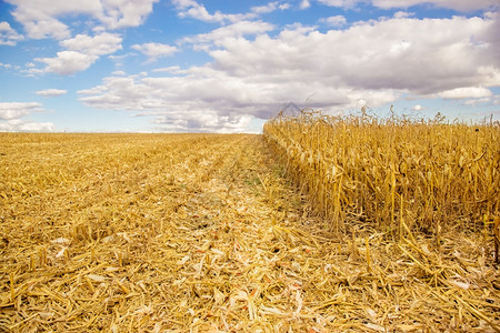 带玉米的农田用收割黄田色的金子庄稼背景图片