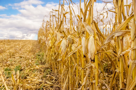 场地带玉米的农田用收割黄田庄稼冬天背景图片