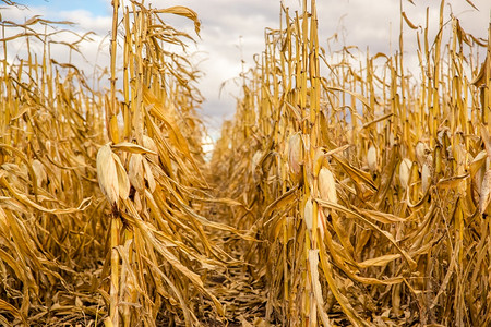 干玉米带玉米的农田用收割黄田成熟冬天空背景