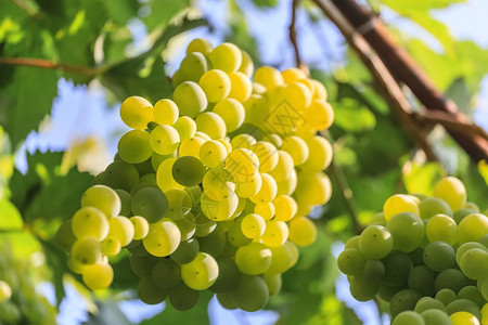 园艺白葡萄的一连串在阳光天边的一连串葡萄食物晴天图片