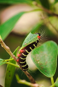 虫子在吃绿叶来收集食物在幼崽之前自然叶子一种图片