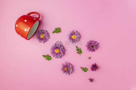 红色的自然创意布局由咖啡或红茶和点杯制作粉红菊花以色背景平地春天图片