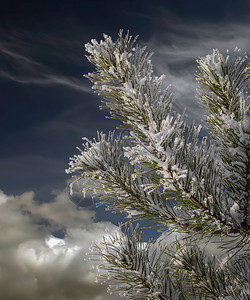 针叶树雪覆盖松枝在寒冷的冬日下天边有明云公园空图片