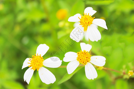用白色花朵遮光树枝美丽盛开植物图片