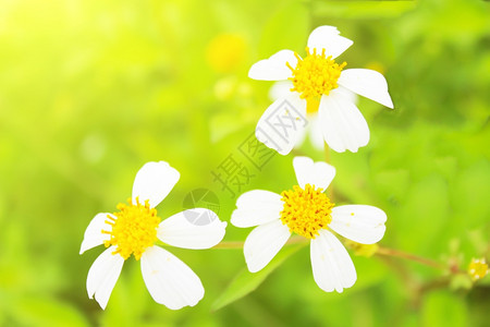 分支新鲜的美丽用白色花朵遮光树枝图片