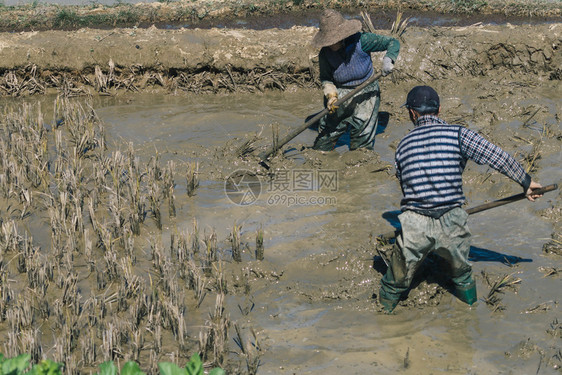 女士风景优美早上在梯田种植的农民在田工作人图片