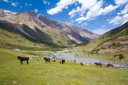乡村的雪绿色在吉尔斯坦天山区放牧的马群在吉尔斯坦图片