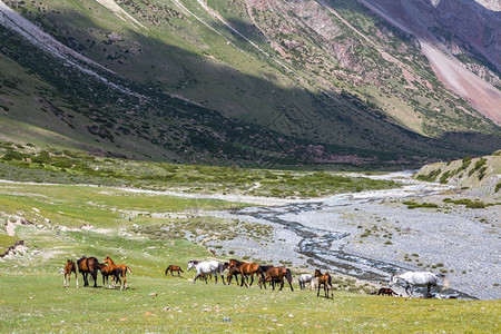蓝色的马群在天山河附近爬上马群风景公园图片