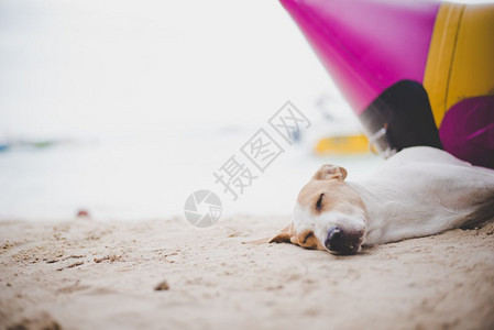 海浪户外平静的在香蕉船附近海滩上睡觉狗动物和节假日度的概念以及期图片