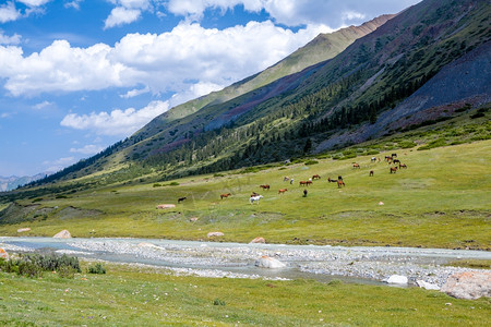 灰色的大批马匹在山上河附近放牧风景优美田图片
