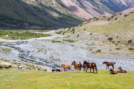 农村驹马在天山的草上做牧高地图片