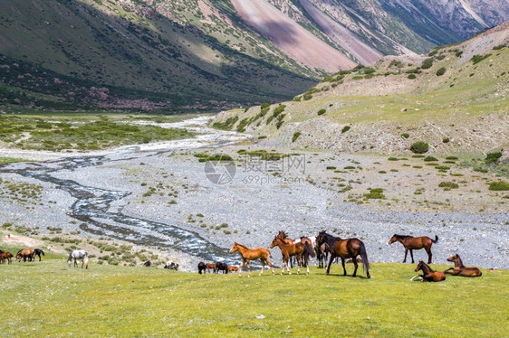 农村驹马在天山的草上做牧高地图片