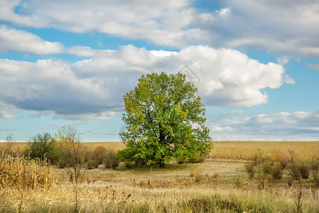 乡村的在森林附近草原上一棵小橡树田里一棵大橡树美丽木图片