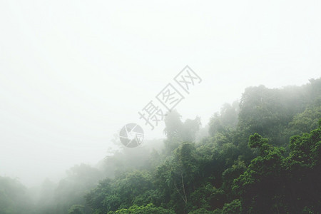 蒙顶峰日出山中自然树木图片