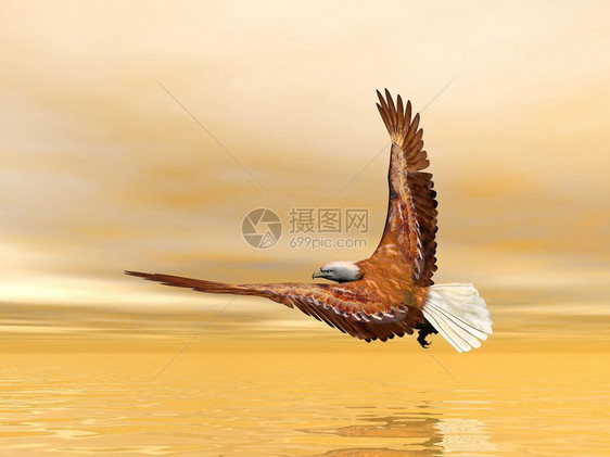 天堂翅膀野生动物美丽的鹰在日落光照耀下飞上海图片