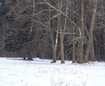 景观公园天气森林中的冬季风景雪覆盖的峡谷图片