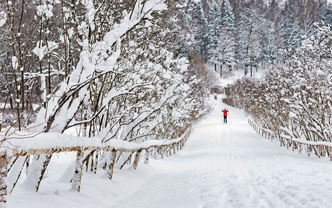 一月季节冻结冬天在公园里漫步图片