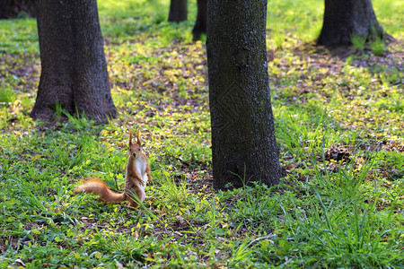 爪子春天站立一只小橘子松鼠站在树间阳光明媚的草地上后腿仔细观察城市公园的距离一只小橙子松鼠站在一个阳光明媚的城市公园护林处站着其图片