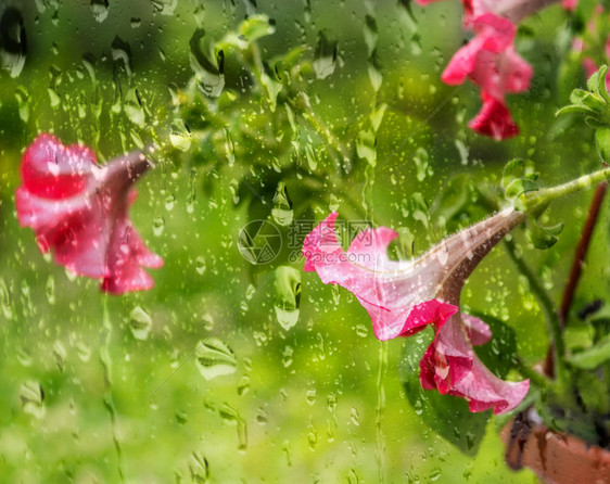 窗外的花盆中红开朵玻璃上有雨滴杯子也有水滴底漆模糊的小菜果绿色美丽的明亮图片