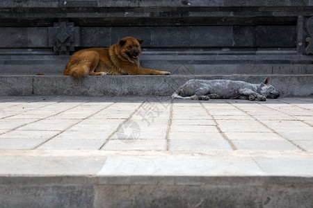 无家可归丢失两只爱的流浪狗躺在街上灰色的睡觉棕狗醒了漂亮毛皮两只可爱的流浪狗躺在街上棕色的狗醒了宠物图片