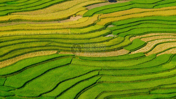 旅行食物亚洲山区田稻农业绿色地貌在Asian农场植树造林绿稻田水生态越南绿色黄环境生态系统土地图片