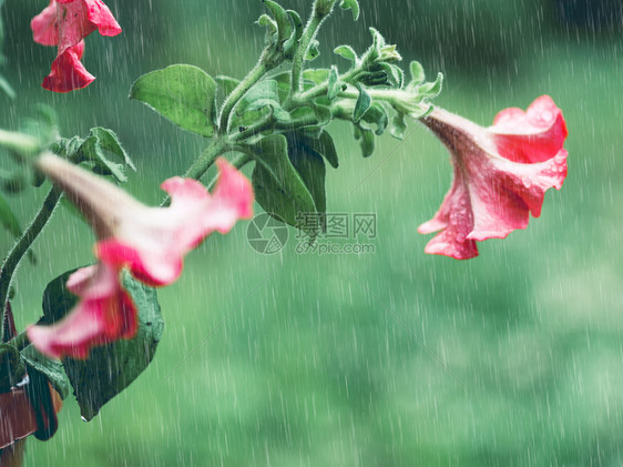 窗外的花盆中红开朵玻璃上有雨滴杯子也有水滴底漆模糊的小菜果粉色篮子闻图片