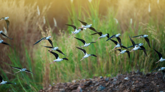 高跷场景飞行亚洲迁徙的野鸟移运动模糊不清一群黑翼白毛鸟在亚洲大规模迁徙期间飞越湖上过一个泊图片